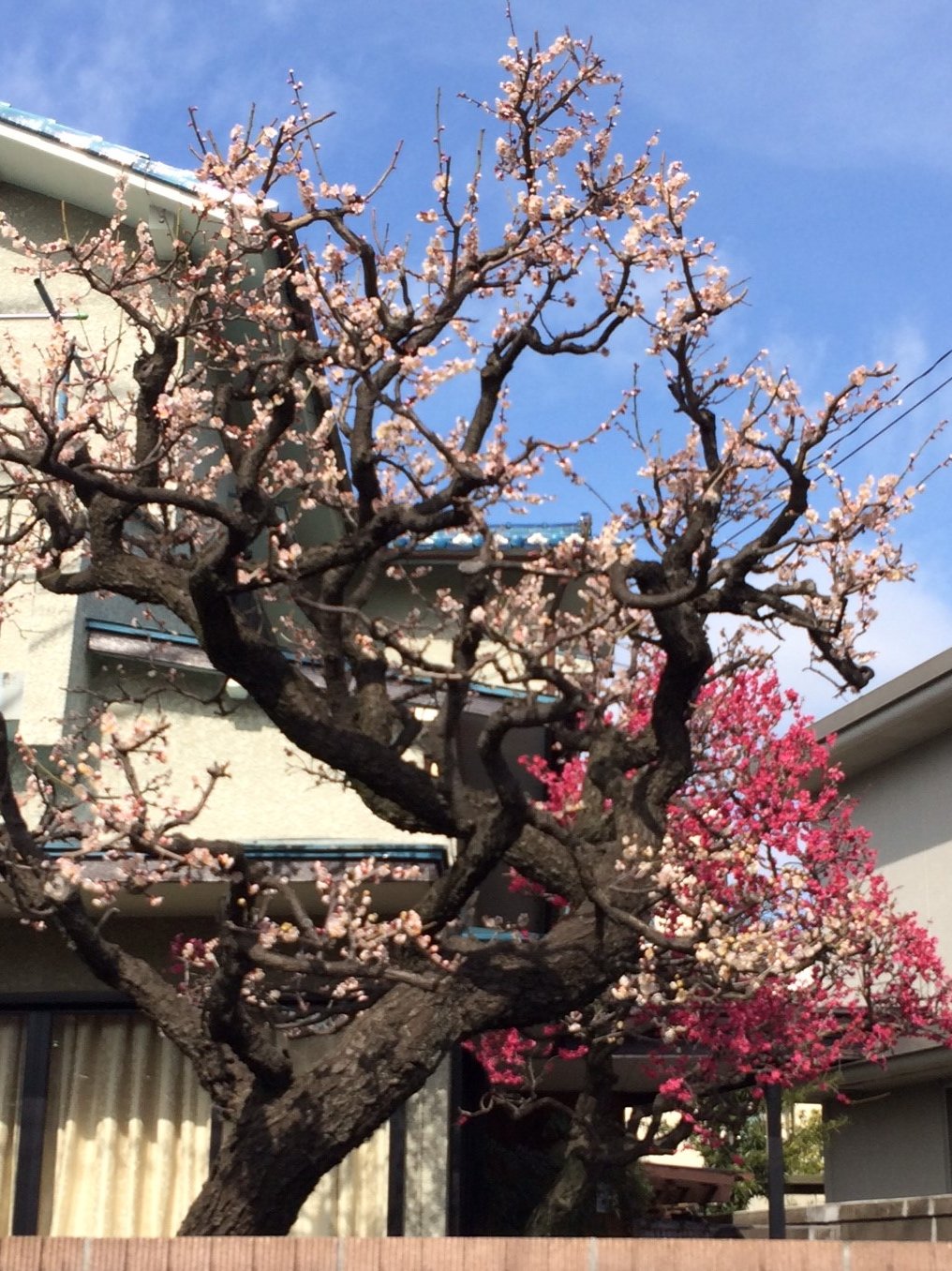 梅の花.jpeg